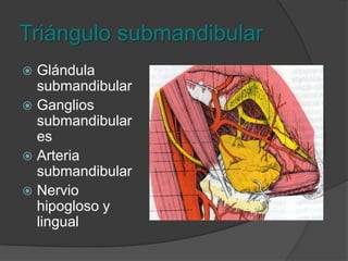 Triángulo submandibularBorde inferior de la mandíbula y bordes superiores del vientre del digástrico.