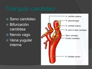 Triángulo carotideoLimitado por el esternoclediomastoideo atrás, digastrico arriba y omohioideo adelante