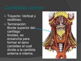 Carótidas comúnOrigen: Izquierda nace 5mm por detrás y a la izquierda del tronco braquicefálico en el arco aórtico. Derecha nace del tronco braquicefálico.