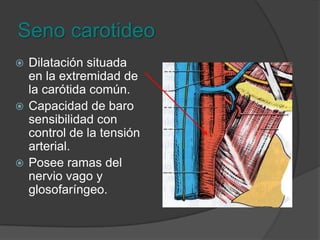 Carótidas comúnTrayecto: Vertical y rectilíneo.Terminación: Borde superior del cartílago tiroides, se ensancha para formar el seno carotideo el cual divide a la carótida externa e interna.