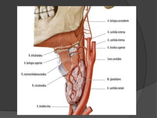 Relaciones: Glándula parótida. Sigue por su profundidad La glándula se divide en 3 profundidadesProfunda: Arteria carótida externaMedial: Vena yugular externaSuperficial: Nervio facial