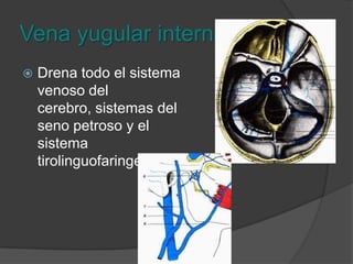 Vena yugular interna