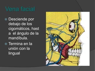 TirolinguifaringeofacialDrena los sistemas de la tiroides, la lengua, la faringe y la cara.