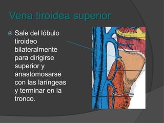Vena faríngeaLleva la misma trayectoria que la arteria faríngea y termina sola sin anastomosis a la yugular interna.