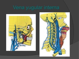 Vena tiroidea superiorSale del lóbulo tiroideo bilateralmente para dirigirse superior y anastomosarse con las laríngeas y terminar en la tronco.