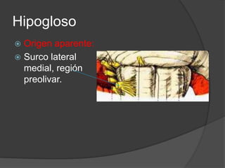 Origen real:Medula oblonga y comprende 2 núcleosNúcleo lingualNúcleo accesorioHipogloso