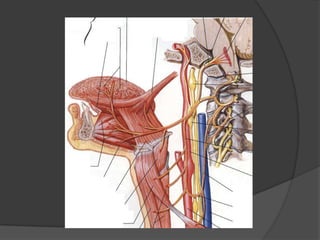 Exploración:Trofismo, tono y fuerza de la lengua.Hipogloso