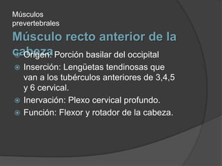 Músculo recto anterior de la cabezaMúsculos prevertebralesOrigen: Porción basilar del occipitalInserción: Lengüetas tendinosas que van a los tubérculos anteriores de 3,4,5 y 6 cervical.Inervación: Plexo cervical profundo.Función: Flexor y rotador de la cabeza.