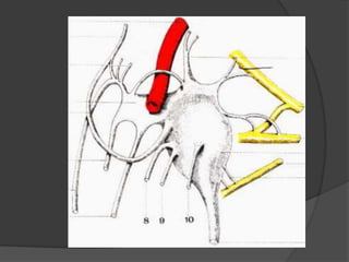 Ramas del ganglio cervical inferiorRamas del plexo braquial.Ramas vasculares periarteriales.Nervio vertebral.Fibras vía iridodilataroda del ojo.Ramas del plexo cardiaco y pulmonar.