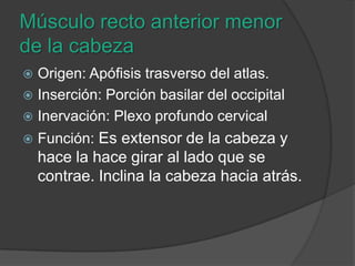 Músculo recto anterior menor de la cabezaOrigen: Apófisis trasverso del atlas.Inserción: Porción basilar del occipitalInervación: Plexo profundo cervicalFunción: Es extensor de la cabeza y hace la hace girar al lado que se contrae. Inclina la cabeza hacia atrás.