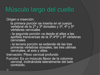 Músculo largo del cuelloOrigen e inserción:la primera porción se inserta en el cuerpo vertebral de la 2ª y 3ª dorsales y 3ª, 4ª y 5ª vértebras cervicales     - la segunda porción va desde el atlas a las apófisis transversas de la 3ª,4ª5ª y 6ª vértebras cervicales      - la tercera porción se extiende de las tres primeras vértebras dorsales, las tres ultimas cervicales, al axis y atlas.Inervación: Plexo cervical profundoFunción: Es un músculo flexor de la columna cervical, inclinándola lateralmente del lado contraído.