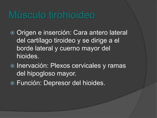 Músculo tirohioideoOrigen e inserción: Cara antero lateral del cartílago tiroideo y se dirige a el borde lateral y cuerno mayor del hioides.Inervación: Plexos cervicales y ramas del hipogloso mayor.Función: Depresor del hioides.