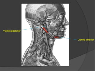 Vientre anterior:nace en el tendón intermedio y en el cuerpo del hueso hioides. Se dirige hacia delante, arriba y adentro, por debajo del milohioideo y termina en la fosita digástrica en el borde inferior del cuerpo de la mandíbula.Inervación: Vientre posterior por el facial y vientre anterior por el trigémino.Función: por su vientre posterior lleva al hueso hioides arriba y atrás. Por su vientre anterior, cuanto toma punto fijo el maxilar, eleva el hueso hioides. Cuando toma un punto fijo el hioides desciende el maxilar inferior.
