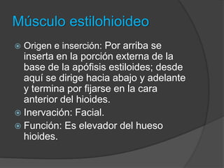 Vientre posteriorVientre anterior