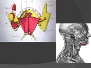 Músculo milohioideoOrigen e inserción: va del maxilar inferior a la línea milohioidea y del hueso hioides.Inervación: Nervio alveolar inferior rama del trigémino.Función: Cuando toma como un punto fijo el maxilar eleva el hueso hioides. Cuando toma un punto fijo el hioides desciende el maxilar inferior.