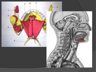 Músculo genihioideoOrigen e inserción: va del hueso maxilar inferior al hueso hioides.Inervación: Nervio hipogloso.Función: Cuando toma como punto fijo el maxilar eleva el hueso hioides. Cuando toma como punto fijo el hioides desciende del maxilar inferior.