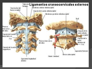 Articulaciones craneovertebralesAtlantooccipitalAtlantoaxoidea.