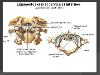 Ligamento transverso