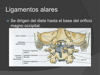 Fasciculo superior e inferiorSe dirigen desde el ligamento transverso hasta el occipital y desde el transverso hasta el cuerpo de C2.Estos dos y el transverso forman en ligamento cruzado anteriormente llamado cruciforme.