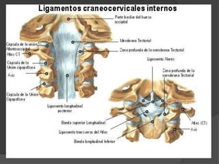 Ligamentos alaresSe dirigen del diete hasta el base del orificio magno occipital.
