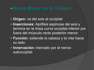 Recto Posterior de la Cabeza