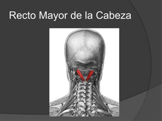 Recto Mayor de la CabezaOrigen: va del axis al occipitalInserciones: Apófisis espinosa del axis y termina en la línea curva occipital inferior por fuera del músculo recto posterior menor.Función: extiende la cabeza y la rota hacia su lado.Innervación: inervado por el nervio suboccipital.