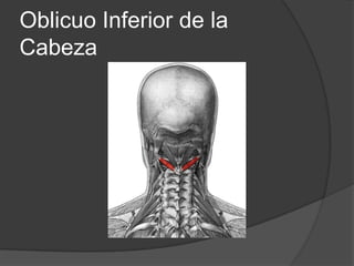 Oblicuo inferior de la CabezaOrigen: va del axis al atlasInserciones: Apófisis espinosa del axis y termina insertándose en la cara inferior y borde posterior de la apófisis transversal del atlas.Función: rota el atlas y la cabeza hacia su lado.Innervación: esta inervado por el nervio suboccipital.