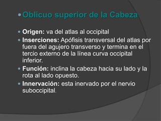 Oblicuo Inferior de la Cabeza