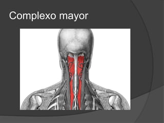 Semiespinoso del cuello