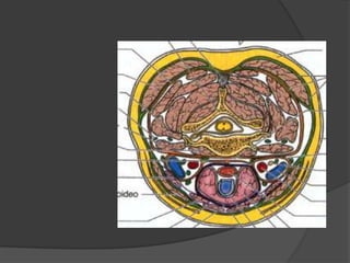 Fascias del cuelloAnteriores Lamina cervical superficialLamina pretraquealLámina prevertebralVaina visceralVaina vascular