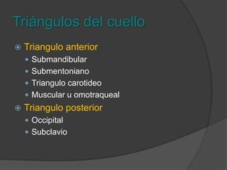 Triángulos del cuello