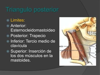 Triángulos del cuelloTriangulo anteriorSubmandibularSubmentonianoTriangulo carotideoMuscular u omotraquealTriangulo posteriorOccipitalSubclavio
