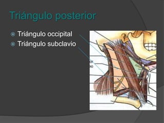Triangulo posteriorLimites:Anterior: EsternocleidomastoideoPosterior: TrapecioInferior: Tercio medio de clavículaSuperior: Inserción de los dos músculos en la mastoides.