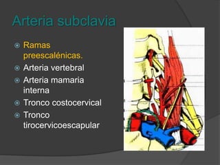 Arteria subclaviaPreescalenico.Postescalenico.