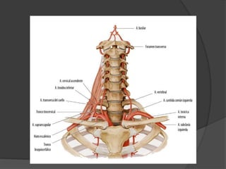 Arteria subclaviaRamas preescalénicas.Arteria vertebralArteria mamaria internaTronco costocervicalTronco tirocervicoescapular