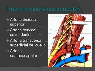 Tronco costocervicalCervical profundaIntercostal suprema