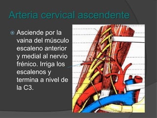 Tronco tirocervicoescapularArteria tiroidea superiorArteria cervical ascendenteArteria transversa superficial del cuelloArteria supraescapular
