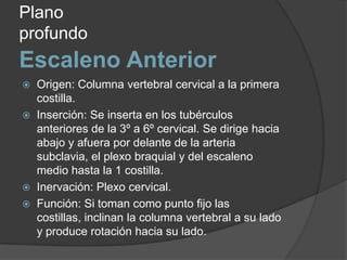 Escaleno AnteriorPlano profundoOrigen: Columna vertebral cervical a la primera costilla.Inserción: Se inserta en los tubérculos anteriores de la 3º a 6º cervical. Se dirige hacia abajo y afuera por delante de la arteria subclavia, el plexo braquial y del escaleno medio hasta la 1 costilla.Inervación: Plexo cervical.Función: Si toman como punto fijo las costillas, inclinan la columna vertebral a su lado y produce rotación hacia su lado.