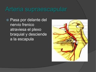 Arteria cervical transversaPasa adelante del escaleno anterior cruzando el plexo braquial y llega al trapecio.