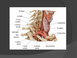 Arteria supraescapularPasa por delante del nervio frenico atraviesa el plexo braquial y desciende a la escapula