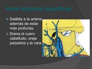 Vena yugular externaFormada por tres afluentes: Temporal superficial Plexo pterigoideo (maxilar) Auricular posteriorRetromandibular.