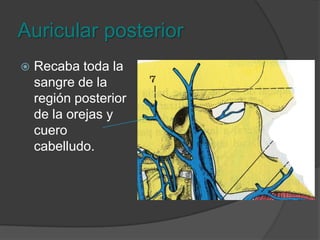 Vena maxilarSe encuentra por detrás de la tuberosidad de la maxila y recibe venas temporales profundas, pterigoideas, alveolares, mesetarias, meníngeas medias.