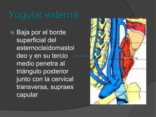 RetromandibularComunica el sistema venoso de la yugular interna con la externa y drena la parte interna de la mandíbula.