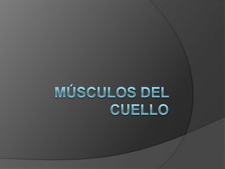 Músculos del cuello,[object Object]