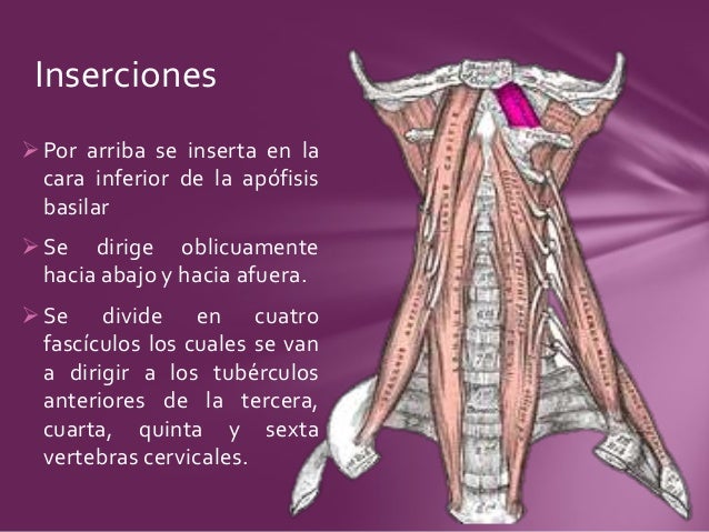El dolor en sheynom el departamento de la columna vertebral que esto puede ser