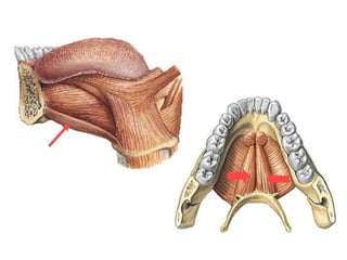 Musculos del cuello