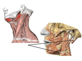 Musculos del cuello
