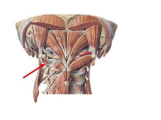 Musculos del cuello