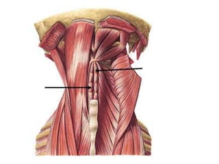 Musculos del cuello