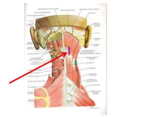 Musculos del cuello